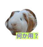 モル君の日常（個別スタンプ：2）