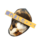 モル君の日常（個別スタンプ：8）