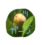 アーチストさいとーの仲間達1ピカ子Ver.（個別スタンプ：4）