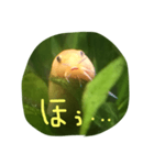 アーチストさいとーの仲間達1ピカ子Ver.（個別スタンプ：7）