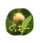 アーチストさいとーの仲間達1ピカ子Ver.（個別スタンプ：13）