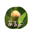 アーチストさいとーの仲間達1ピカ子Ver.（個別スタンプ：15）