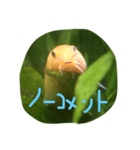 アーチストさいとーの仲間達1ピカ子Ver.（個別スタンプ：19）