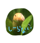 アーチストさいとーの仲間達1ピカ子Ver.（個別スタンプ：20）