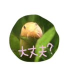 アーチストさいとーの仲間達1ピカ子Ver.（個別スタンプ：22）
