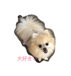 ポメラニアンのフェイ2（個別スタンプ：1）