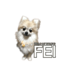 ポメラニアンのフェイ2（個別スタンプ：13）