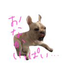 フレブル太郎 パート2（個別スタンプ：16）