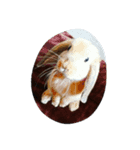 ウサギのティモくん（個別スタンプ：5）