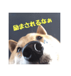 沖縄生まれの柴犬ダビのかわいいスタンプ（個別スタンプ：14）
