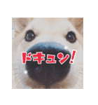 沖縄生まれの柴犬ダビのかわいいスタンプ（個別スタンプ：23）