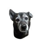 愛犬クゥちゃん（個別スタンプ：1）