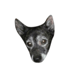 愛犬クゥちゃん（個別スタンプ：2）