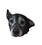 愛犬クゥちゃん（個別スタンプ：3）