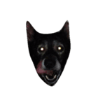 愛犬クゥちゃん（個別スタンプ：5）