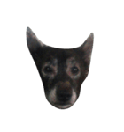 愛犬クゥちゃん（個別スタンプ：7）