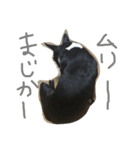 さかぐちぽんず（個別スタンプ：4）