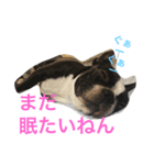 さかぐちぽんず（個別スタンプ：7）