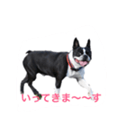 ボストンテリア いくら（個別スタンプ：1）
