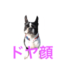 ボストンテリア いくら（個別スタンプ：7）