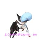 ボストンテリア いくら（個別スタンプ：8）