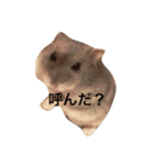 ぽんず 1（個別スタンプ：1）