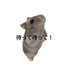 ぽんず 1（個別スタンプ：3）
