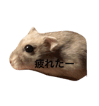 ぽんず 1（個別スタンプ：4）