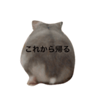 ぽんず 1（個別スタンプ：5）