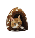 たじのとらじろうスタンプ（個別スタンプ：7）