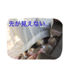 チロルの小さな部屋（個別スタンプ：6）