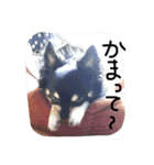 チロルの小さな部屋（個別スタンプ：9）