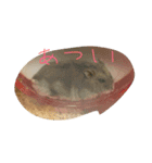 ハムちゃんズ！（個別スタンプ：2）