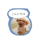 トイプードルのぷーちゃん1（個別スタンプ：2）