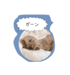 トイプードルのぷーちゃん1（個別スタンプ：3）