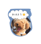 トイプードルのぷーちゃん1（個別スタンプ：6）