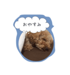 トイプードルのぷーちゃん1（個別スタンプ：7）