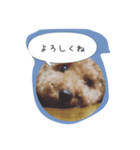 トイプードルのぷーちゃん1（個別スタンプ：8）