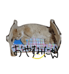 猫の小判スタンプ（個別スタンプ：2）