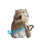 猫の小判スタンプ（個別スタンプ：4）