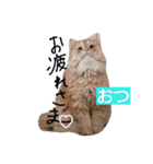猫の小判スタンプ（個別スタンプ：7）