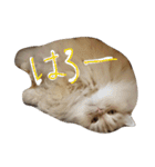 猫の小判スタンプ（個別スタンプ：8）