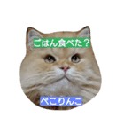 猫の小判スタンプ（個別スタンプ：10）