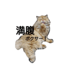 猫の小判スタンプ（個別スタンプ：14）