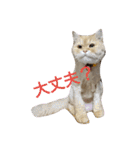 猫の小判スタンプ（個別スタンプ：17）