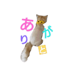 猫の小判スタンプ（個別スタンプ：18）