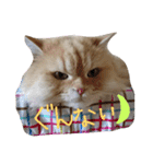 猫の小判スタンプ（個別スタンプ：21）