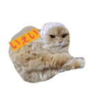 猫の小判スタンプ（個別スタンプ：23）