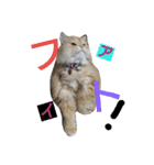 猫の小判スタンプ（個別スタンプ：24）