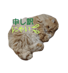 猫の小判スタンプ（個別スタンプ：25）